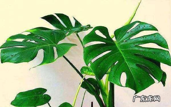 龟背竹有不好的风水吗家里养龟背竹好不好