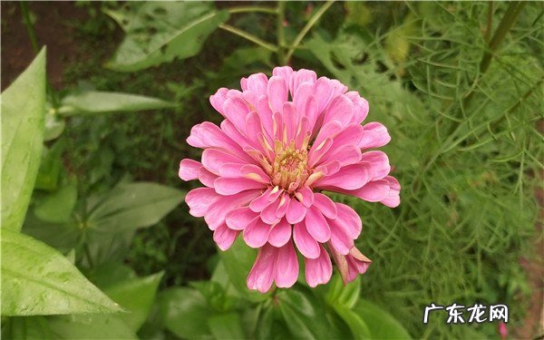 多菌灵的替代品用什么药片能够替代多菌灵