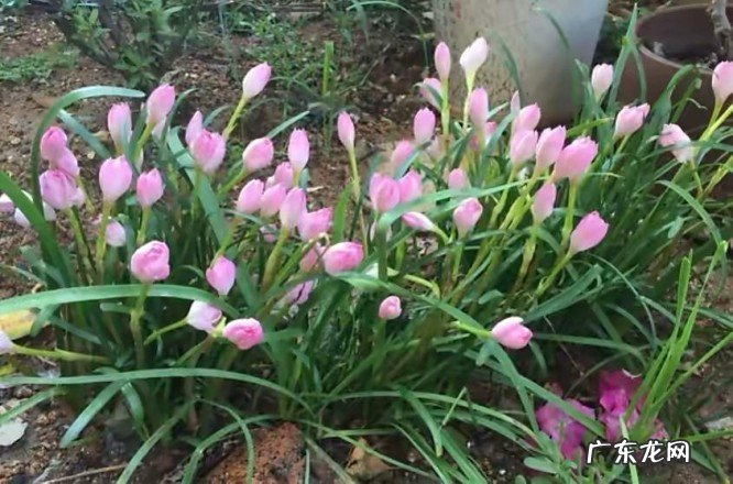 养好风雨兰的2个方法 秋季的风雨兰怎么养