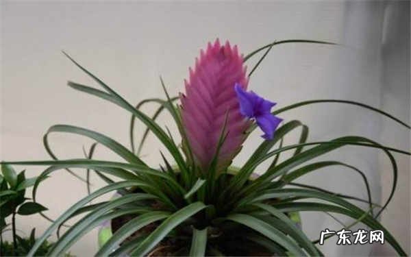 铁兰花变绿了怎么办变绿原因是什么