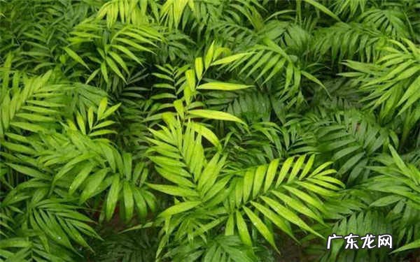 袖珍椰子和散尾葵的区别哪个好养