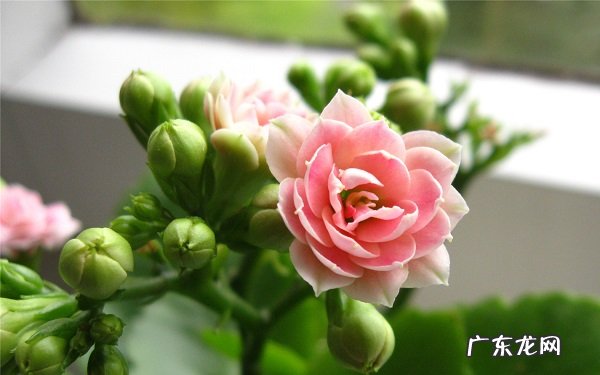 长寿花很茂盛却不开花是怎么回事