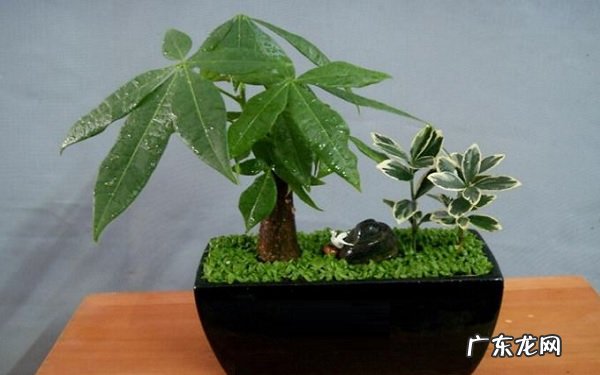 发财树买一个还是一对种几棵寓意好