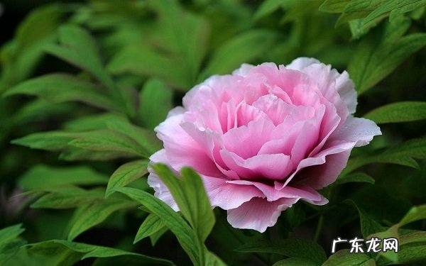 牡丹花移栽方法怎么移栽成活率高