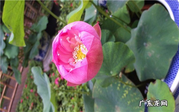 荷花的花语是什么如何养殖荷花