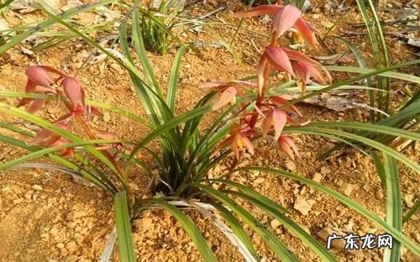 野生蕙兰价格多少市场价格很高吗