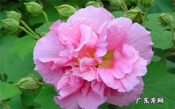 芙蓉花是什么花适合送什么人