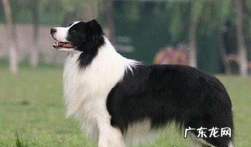 家庭最适合养的狗一览 十大绝不咬人的狗排名