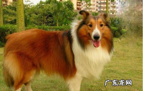 家庭最适合养的狗一览 十大绝不咬人的狗排名