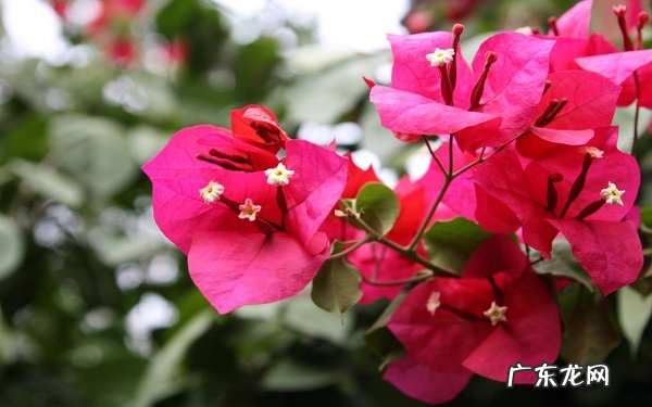 三角梅最好看的造型正确修剪方法有哪些