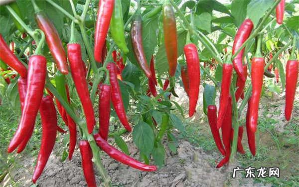 盆栽辣椒怎么施肥方法是什么