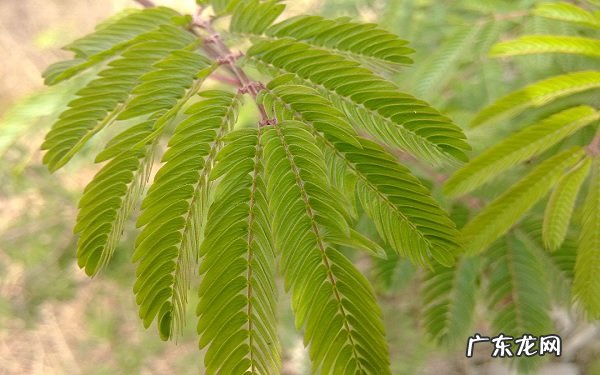 带刺的植物有哪些带刺植物摆放注意事项