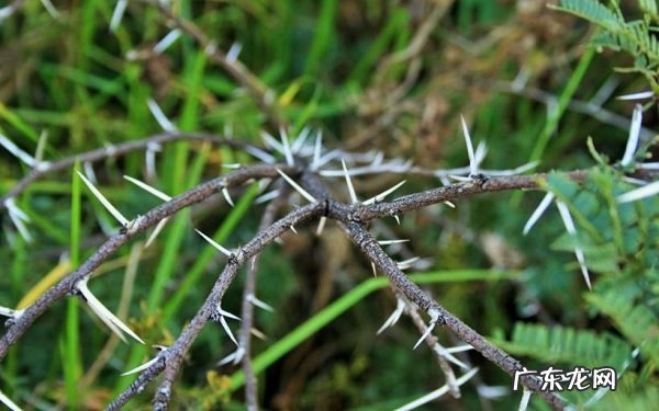 带刺的植物有哪些带刺植物摆放注意事项