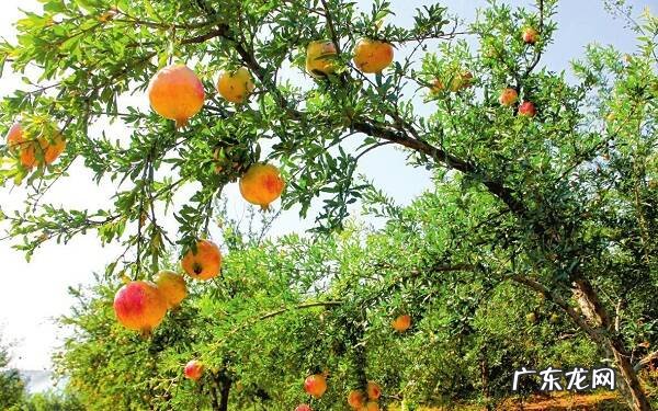 镇宅旺财的树种什么树风水好