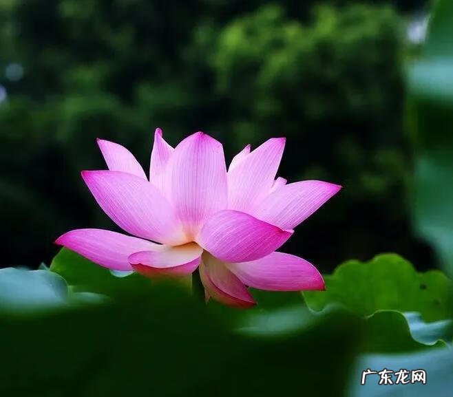 有关荷花的图片大全图片 有关荷花的图片大全