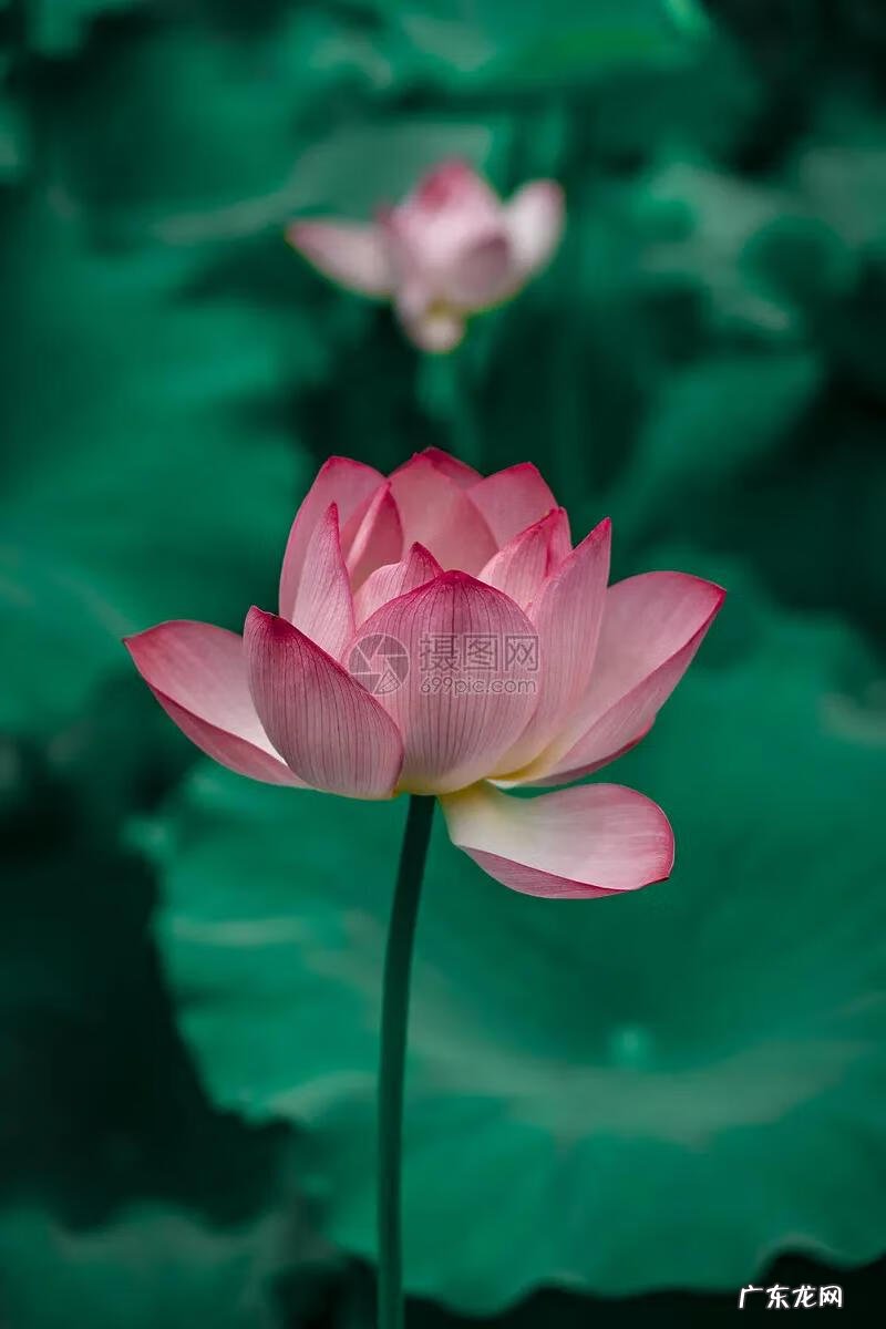 有关荷花的图片大全图片 有关荷花的图片大全