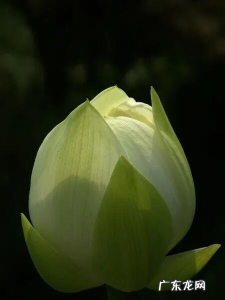 有关荷花的图片大全图片 有关荷花的图片大全