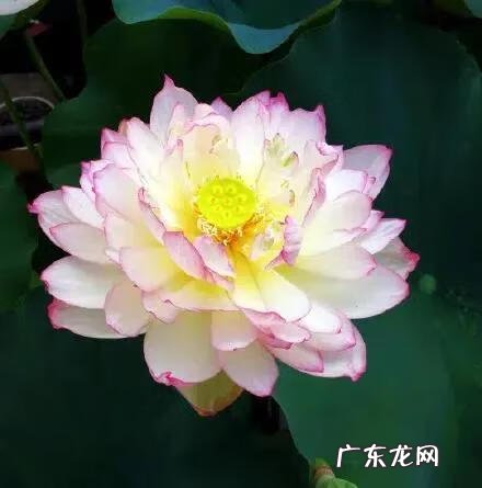 有关荷花的图片大全图片 有关荷花的图片大全