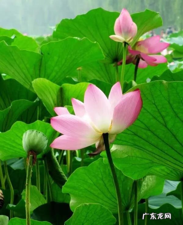 有关荷花的图片大全图片 有关荷花的图片大全