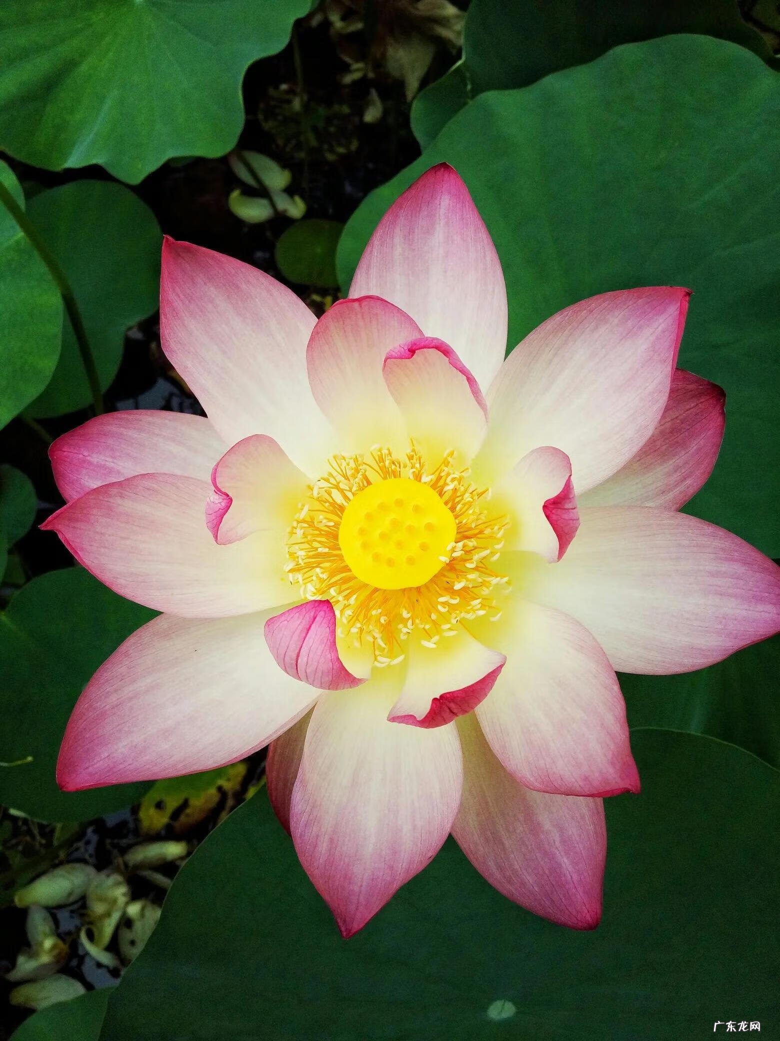 有关荷花的图片大全图片 有关荷花的图片大全