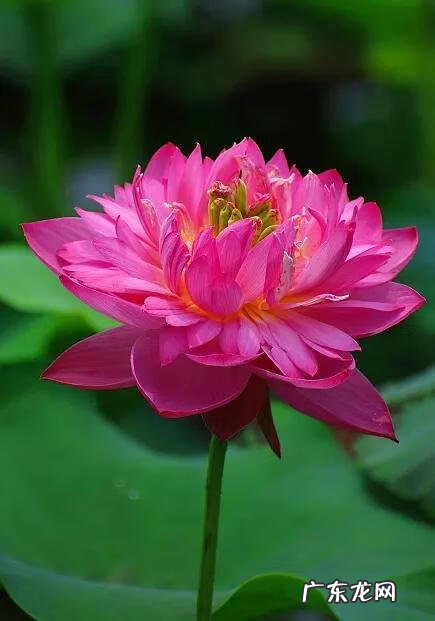 有关荷花的图片大全图片 有关荷花的图片大全