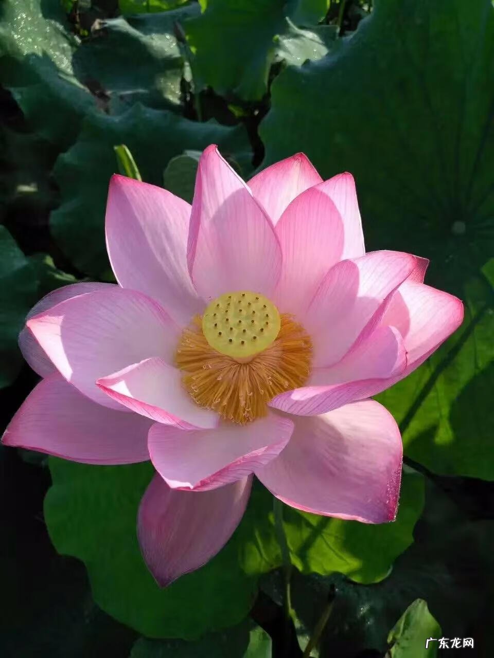 有关荷花的图片大全图片 有关荷花的图片大全