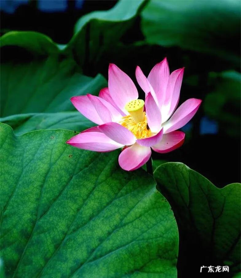 有关荷花的图片大全图片 有关荷花的图片大全