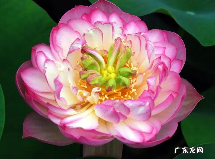 有关荷花的图片大全图片 有关荷花的图片大全