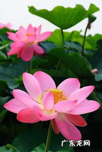 有关荷花的图片大全图片 有关荷花的图片大全