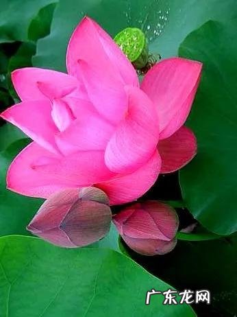 有关荷花的图片大全图片 有关荷花的图片大全