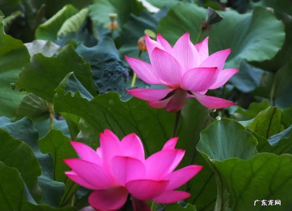 有关荷花的图片大全图片 有关荷花的图片大全