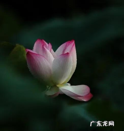 有关荷花的图片大全图片 有关荷花的图片大全