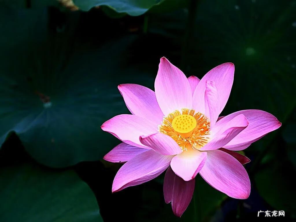 有关荷花的图片大全图片 有关荷花的图片大全