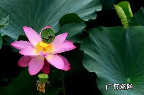 有关荷花的图片大全图片 有关荷花的图片大全