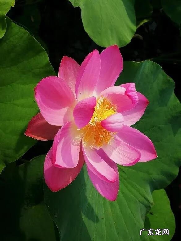 有关荷花的图片大全图片 有关荷花的图片大全