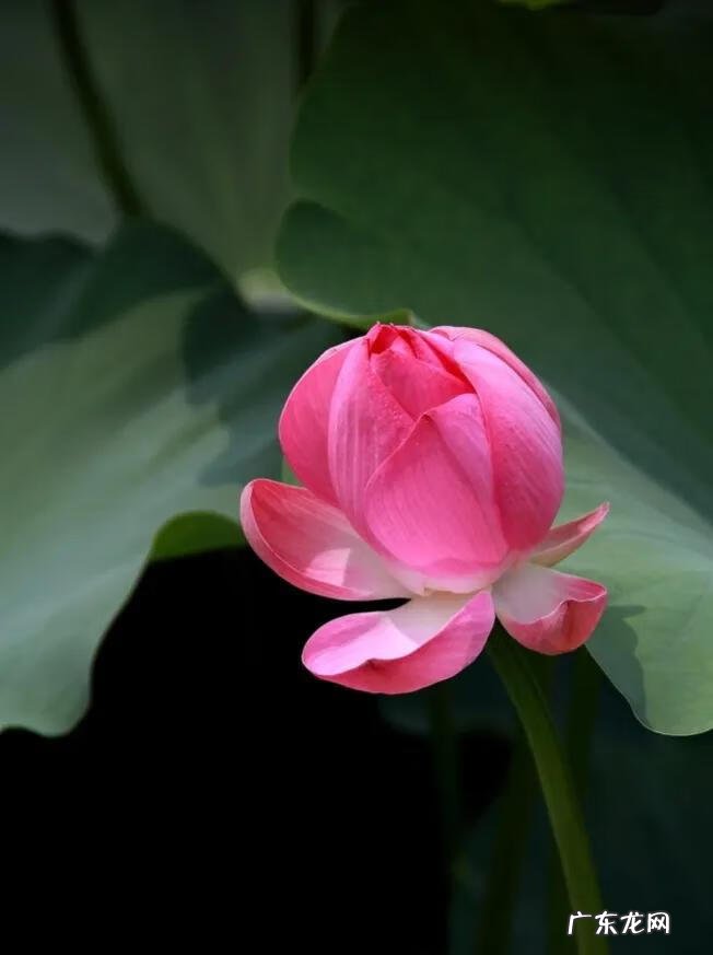 有关荷花的图片大全图片 有关荷花的图片大全