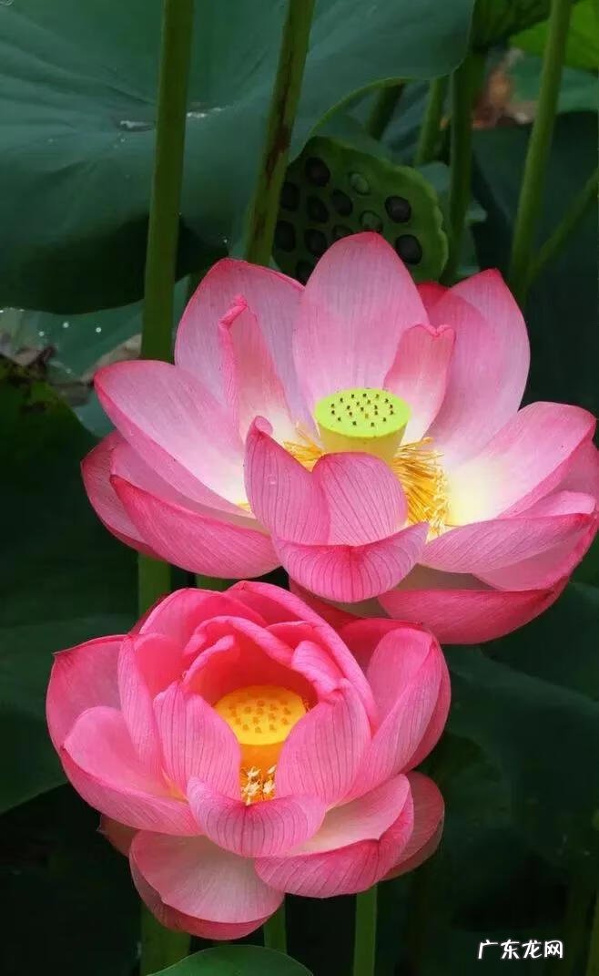 有关荷花的图片大全图片 有关荷花的图片大全