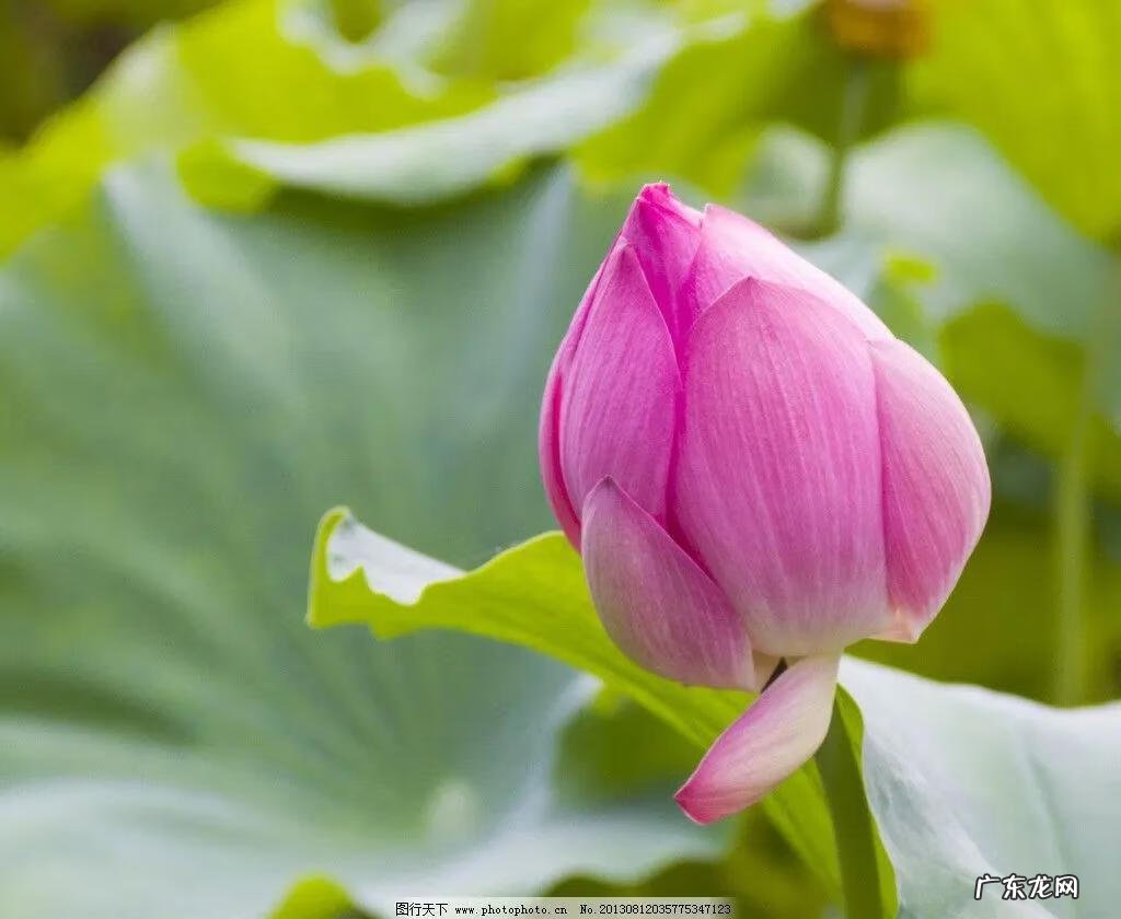 有关荷花的图片大全图片 有关荷花的图片大全