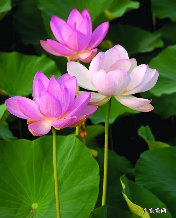 有关荷花的图片大全图片 有关荷花的图片大全