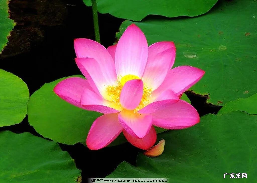 有关荷花的图片大全图片 有关荷花的图片大全