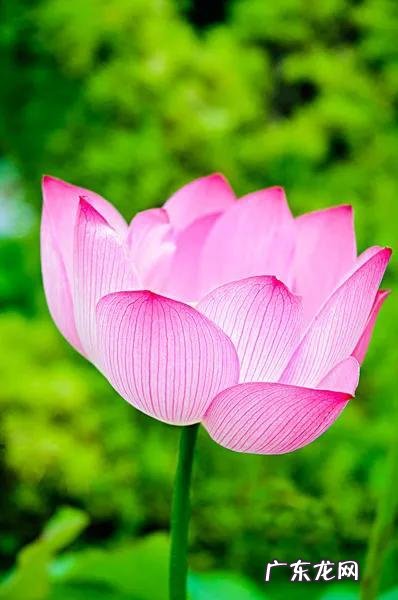 有关荷花的图片大全图片 有关荷花的图片大全