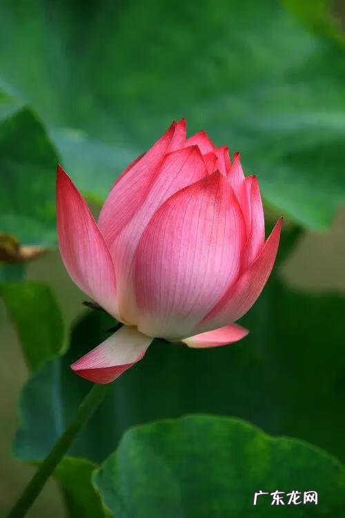 有关荷花的图片大全图片 有关荷花的图片大全