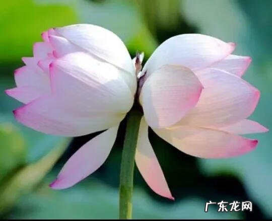 有关荷花的图片大全图片 有关荷花的图片大全