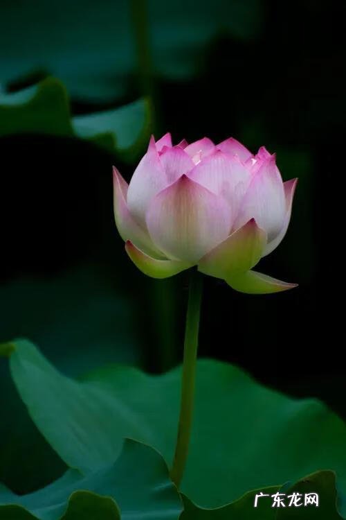 有关荷花的图片大全图片 有关荷花的图片大全