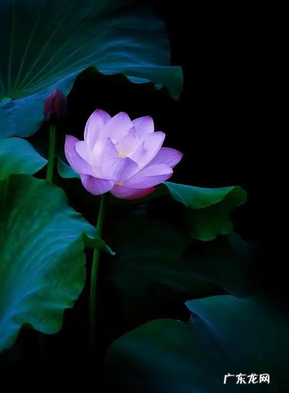 有关荷花的图片大全图片 有关荷花的图片大全