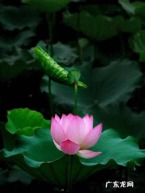 有关荷花的图片大全图片 有关荷花的图片大全