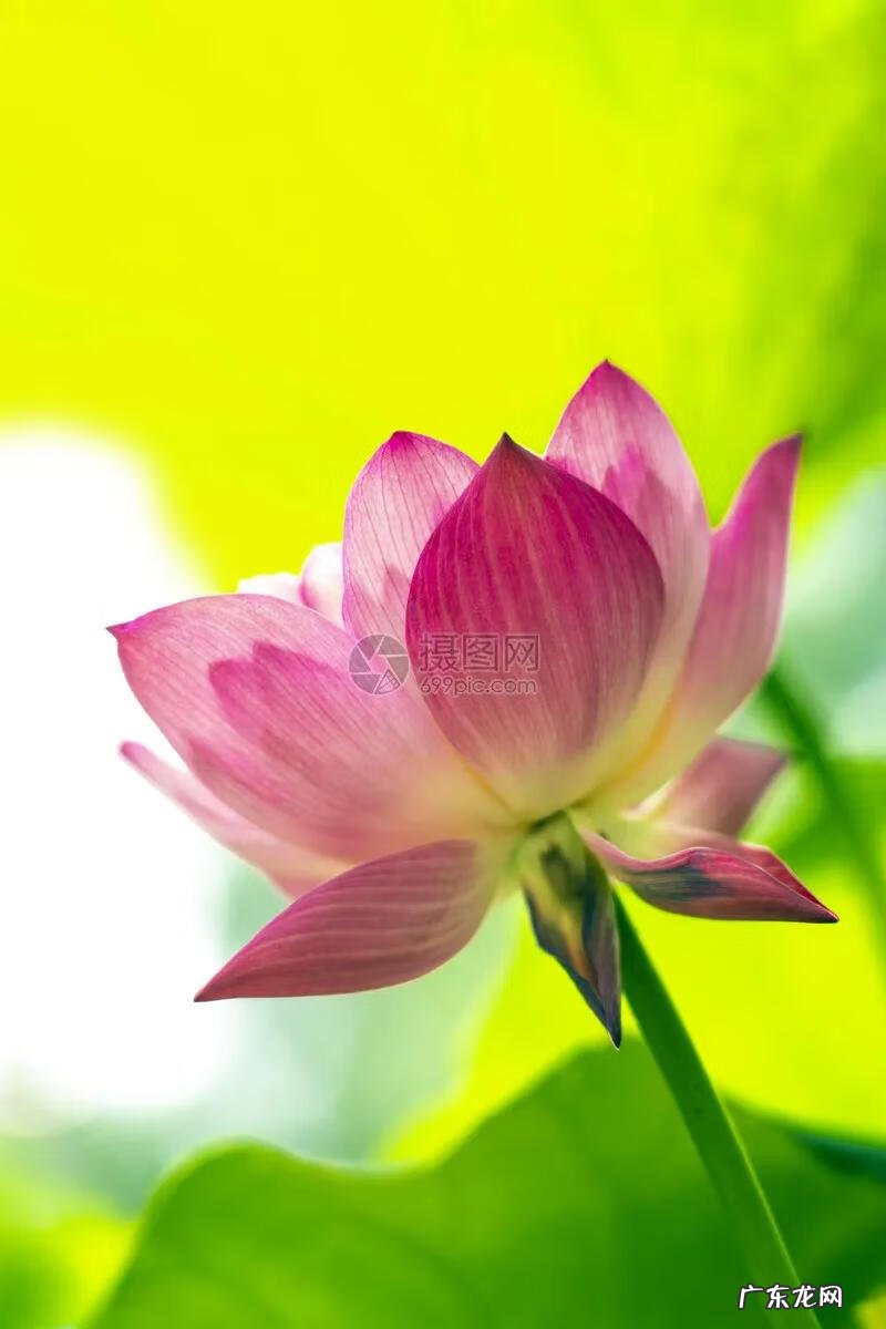 有关荷花的图片大全图片 有关荷花的图片大全