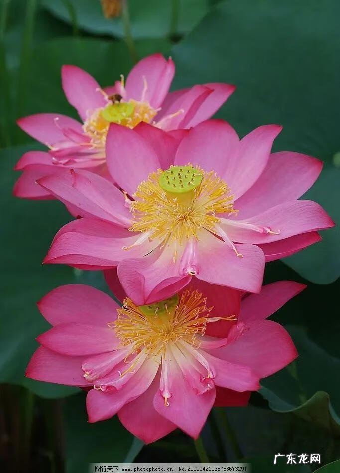 有关荷花的图片大全图片 有关荷花的图片大全