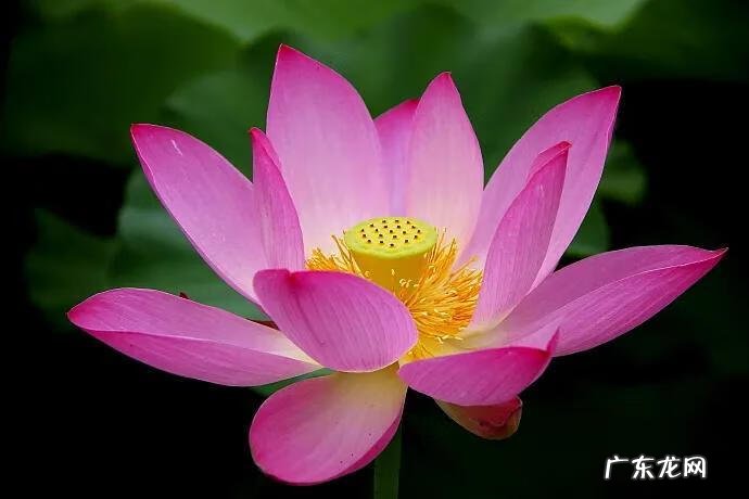 有关荷花的图片大全图片 有关荷花的图片大全