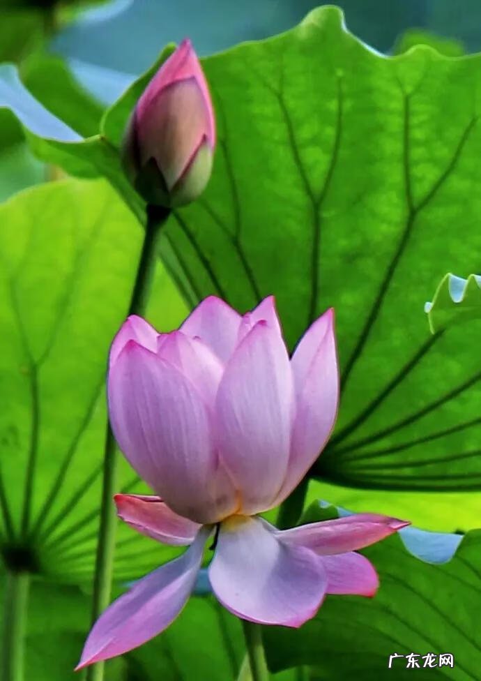 有关荷花的图片大全图片 有关荷花的图片大全